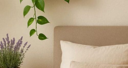 3 plantas que melhoram seu sono (e quase ninguém usa)