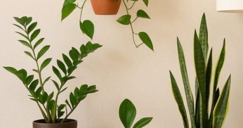 4 Plantas que limpam o ar mesmo sem luz solar!