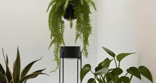 Procurando plantas fáceis de cuidar?