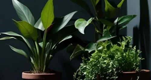 Faltou luz? Salve suas plantas com essas 5 dicas simples