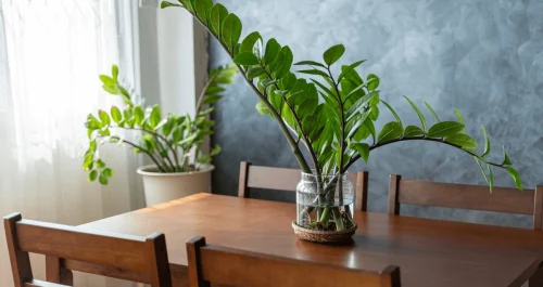 A forma mais fácil de cultivar Zamioculca em casa