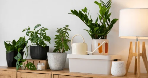 5 ideias criativas de decoração com plantas em ambientes sem janela