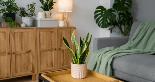 8 Maneiras simples de decorar com plantas sem ocupar