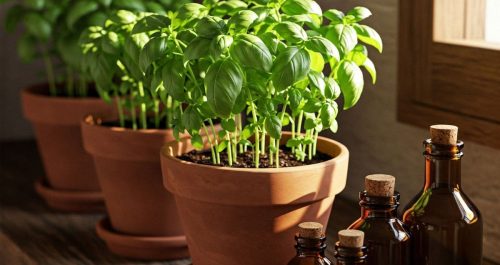 Vasos de manjericão vibrante ao lado de frascos âmbar sobre uma bancada de madeira aquecida pela luz do sol — um cenário que mistura cuidado natural, bem-estar emocional e o poder silencioso das ervas no dia a dia.