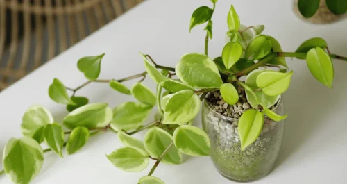 Cansado de plantas que precisam de sol? Conheça a peperômia!