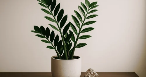 A planta da sorte que sobrevive no escuro e quase ninguém conhece