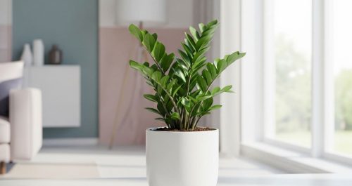 Uma planta na sala é considerada da sorte