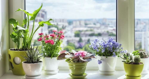 3 plantas poderosas que protegem e decoram sua casa