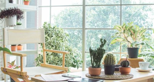 Descubra 5 razões pelas quais ter plantas em casa é como fazer terapia todos os dias 