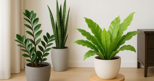 6 Plantas que sobrevivem sem luz — a 3ª vai te surpreender