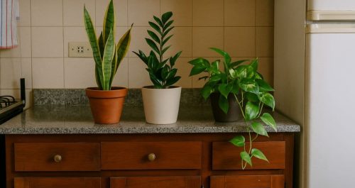 plantas que vivem bem em cozinha 