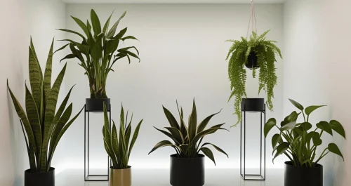 Nem luz natural, nem lâmpada especial: as plantas que não pedem nada pra viver bem