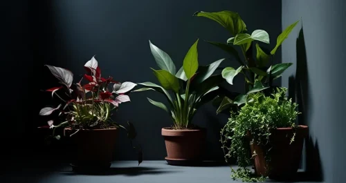 Faltou luz? Descubra como manter suas plantas vivas no apagão (Guia 2025)