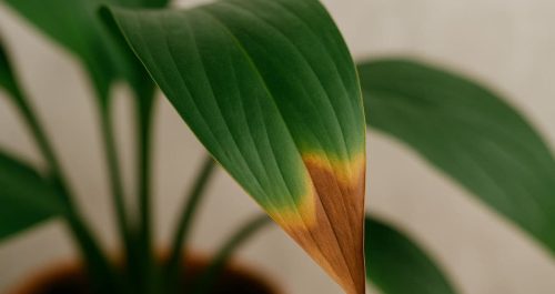 Por que as pontas das folhas secam? 8 causas e como resolver
