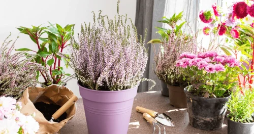 10 problemas comuns de plantas sem luz natural e como resolvê-los