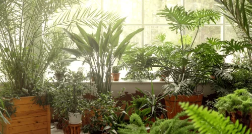 8 soluções rápidas para salvar plantas de ambientes internos